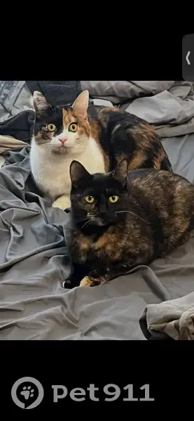 Lost female cat, Hartland Road, Bowling Green - two different colors on her face - photo