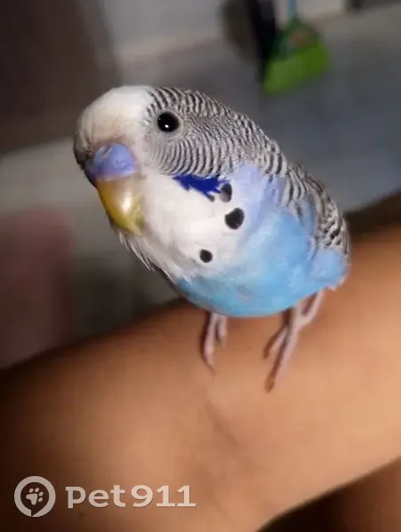 Pássaro perdido Macho (brl002641) - photo