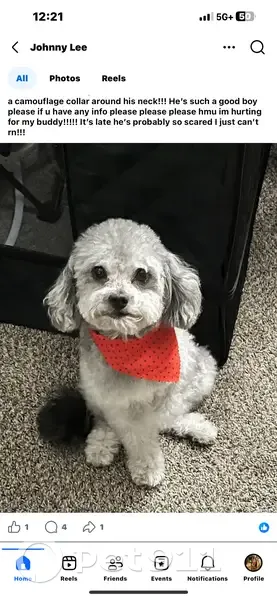 Lost male dog, East Charleston Boulevard, Las Vegas - small and skinny - photo