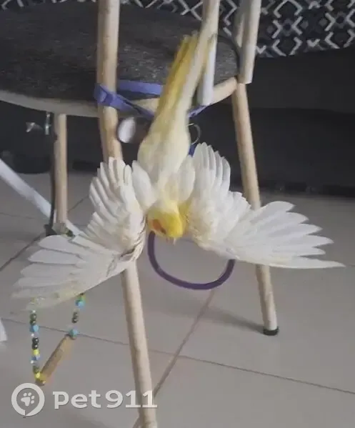 Pássaro perdido Macho (brl002642) - photo