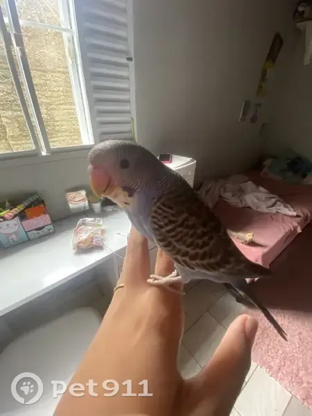 Pássaro perdido Macho (brl002643) - photo