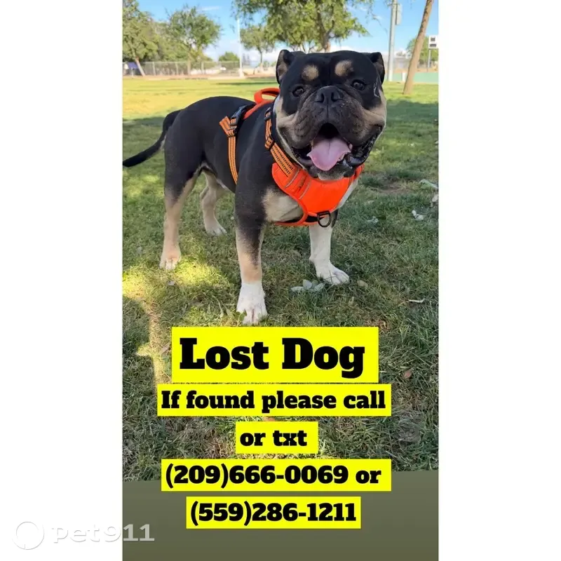 Lost male dog, West Shaw Avenue, 5525, Fresno - black with tan and white - photo