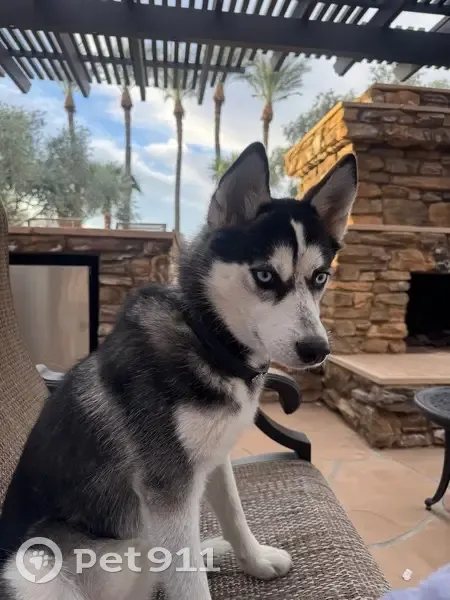 Lost dog, West Yearling Road, 1717, Phoenix - 20 pound popsky - photo