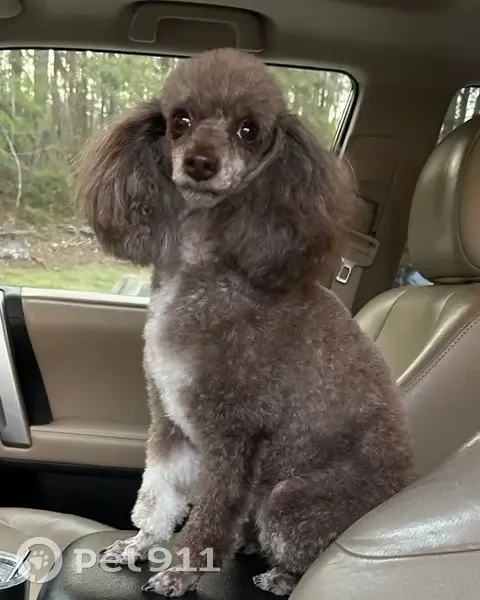 Lost dog, Brown Bridge Road, Covington - female miniature poodle - photo