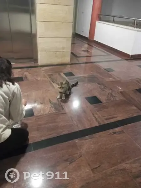 Encontrado gato, Calle la Hondura, 22, Puerto de Santiago, Adeje - color marrón atigrado - photo