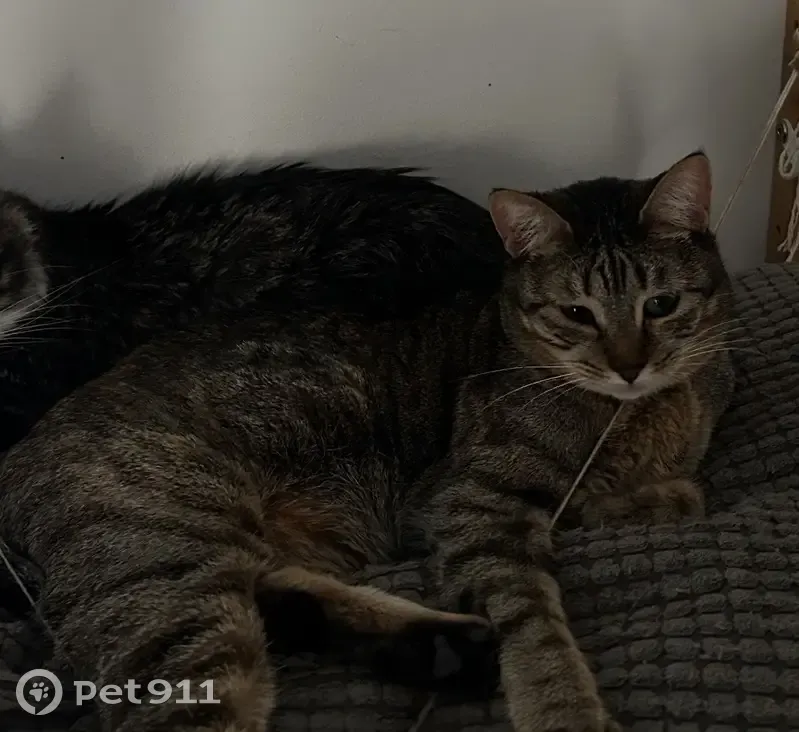 Perdido gato, Calle Johann Pachelbel, 18, Zaragoza - hembra - photo