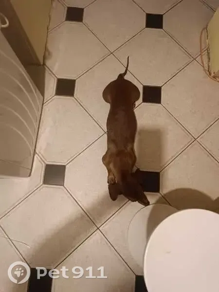 Зникла собака, Горлівська вулиця, Київ - карликова такса рижого кольору - photo