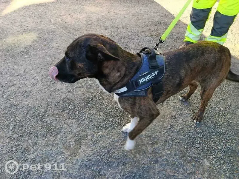 Chien trouvé, Impasse des Érables, Nérondes - couleur bringé - photo