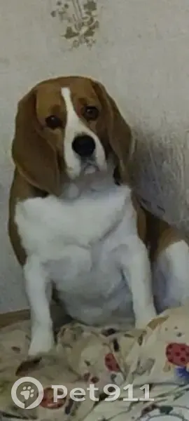 Зникла собака, вулиця Михайла Драгоманова, 41, Дніпро - порода бігль - photo