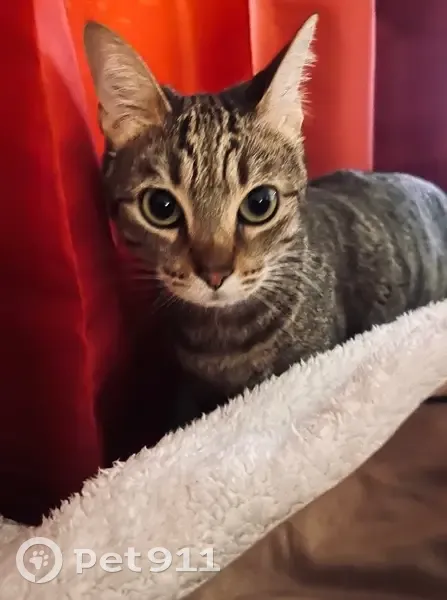 Perdido gato, Alcora, Comunidad Valenciana - atigrado, castrado, con chip - photo