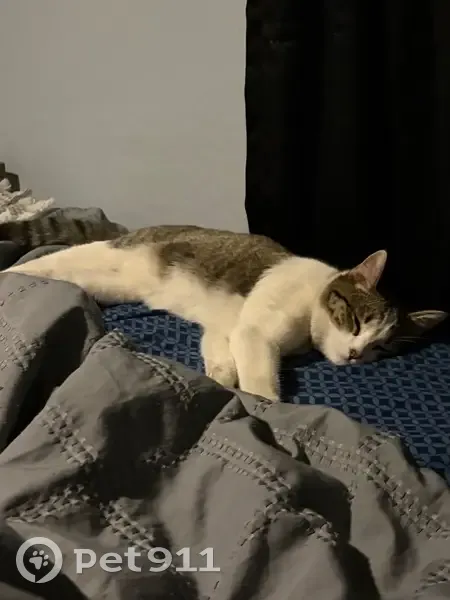 Lost cat, North 130th Lane, El Mirage - male with black lightning bolt collar - photo