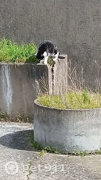 Chat perdu, Avenue de Stalingrad, Argenteuil - noir et blanc, yeux verts - photo