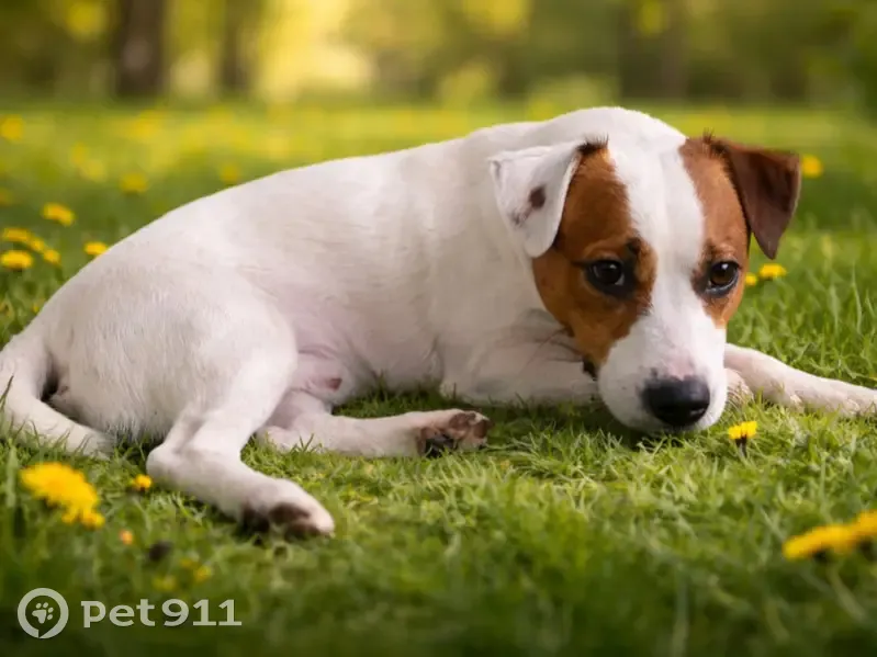 Зникла собака, Коротка вулиця, Скнилів - породи джек-рассел-тер’єр - photo