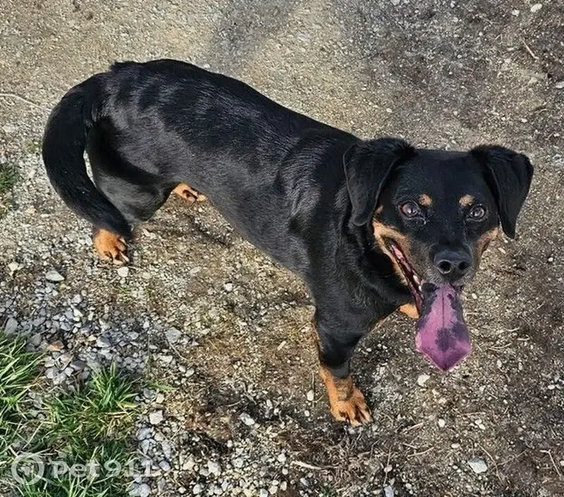 Lost dog, Cordell Drive, 4187, Dayton - small black dog with brown paws - photo