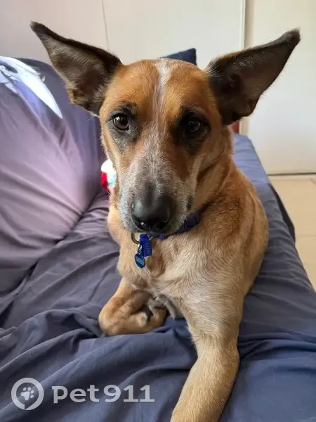 Lost dog, Nepean Highway, City of Kingston - Red Heller cross - photo