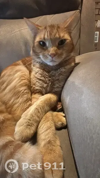 Lost male cat, Marong Street, Brisbane - photo