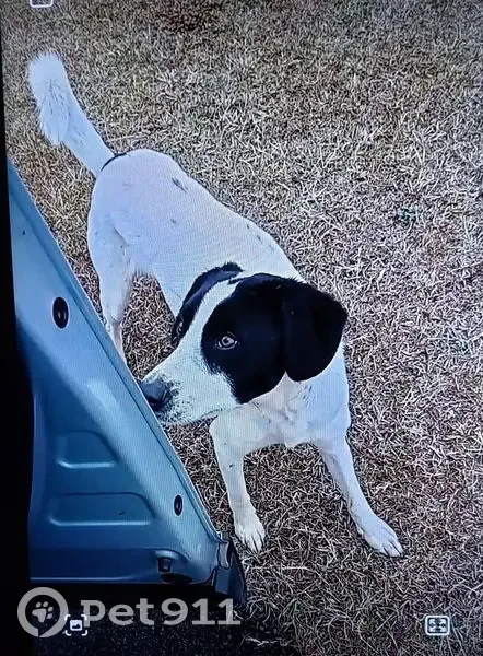 Missing dog Male, Easley (usl535023) - photo