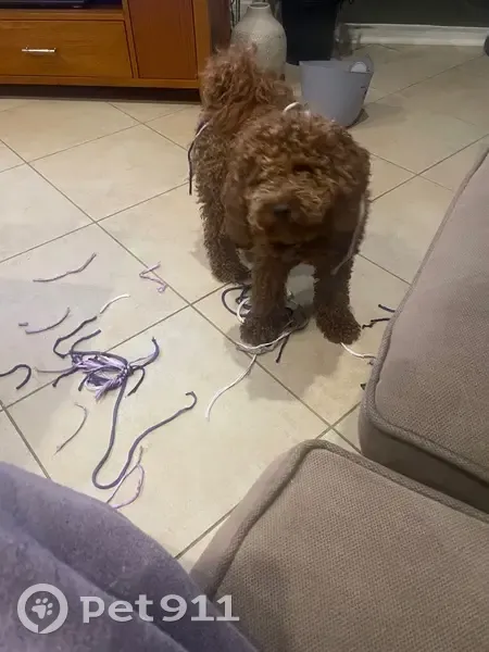 Lost dog, Fisher Street, Unley - female Cavoodle puppy - photo