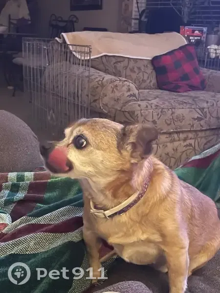 Lost dog, Lucerne, Apache Junction - female chihuahua - photo