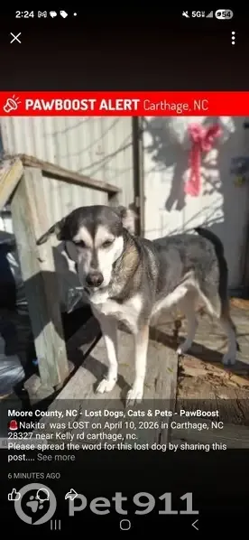 Missing dog Female, Cameron (usl535035) - photo