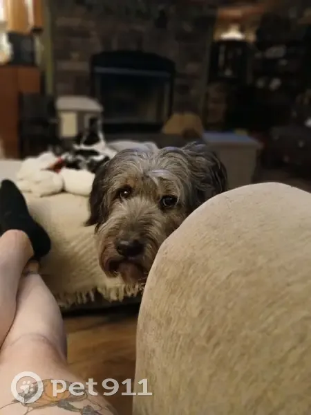 Missing dog Male, Allen (usl535036) - photo