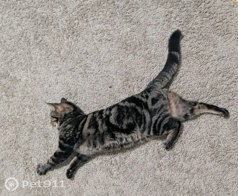 Lost cat, Corning Drive, Nashville - grey/tan tabby female - photo