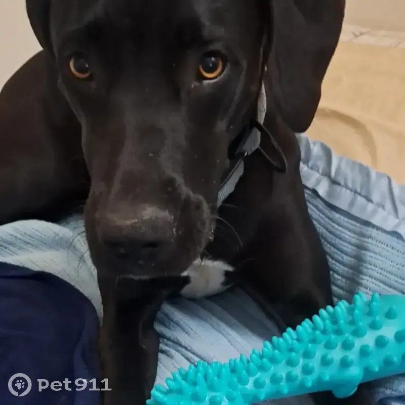 Lost female dog, East Wyoming Street, Tucson - skittish towards males - photo