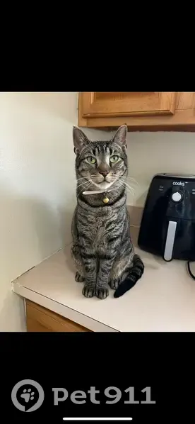 Lost cat, Inverness Drive, Toms River - male grey tabby - photo