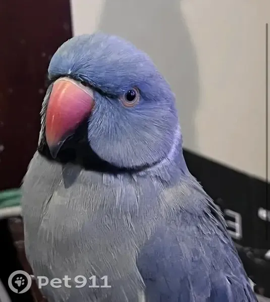 Lost bird, Johnson Street, Newcastle - blue male Indian ring neck - photo