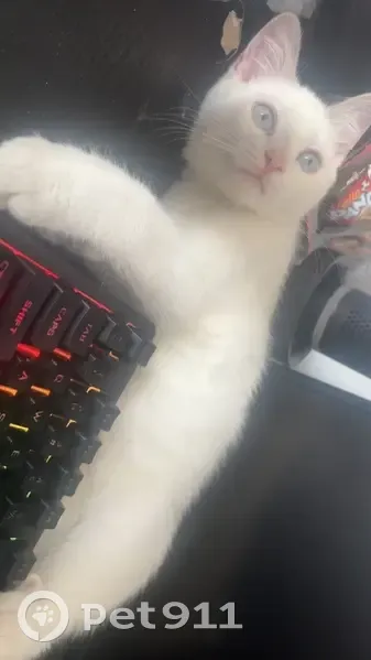 Lost male cat, Orient Avenue, Ashburn - white with grey tail and tan patches - photo