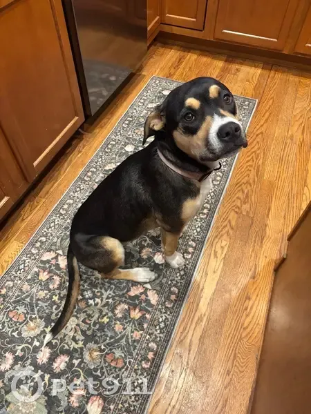 Lost dog, Prairie Wind Drive, Colorado Springs - female with light pink collar - photo