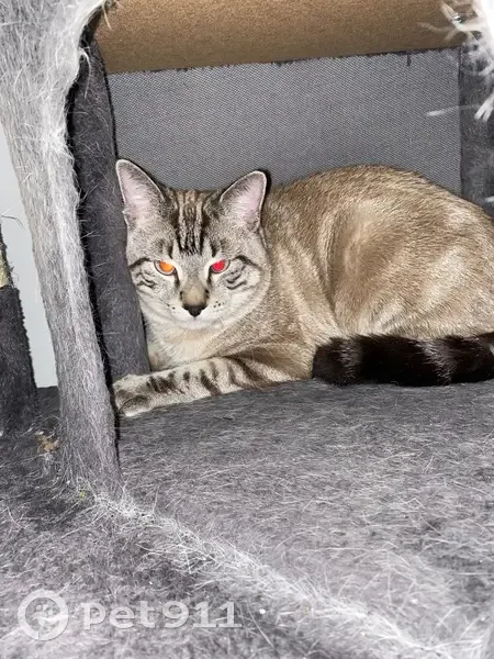 Found cat, Ashley Lane, Inver Grove Heights - blue eyes - photo