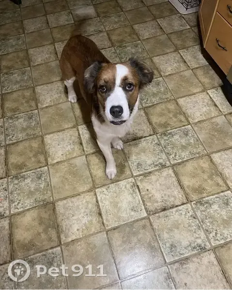 Lost dog, Sands Road, 116, Sweetwater, Miami - named Bandit - photo