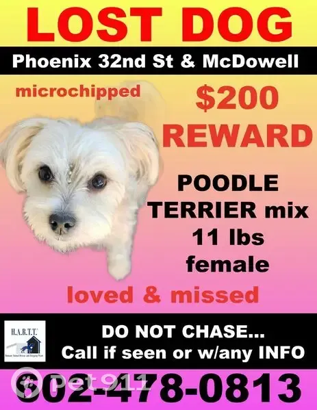 Lost dog, North 32nd Way, 1725, Phoenix - female with cream and beige coat - photo