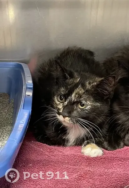 Missing cat Female, Perryville (usl535054) - photo