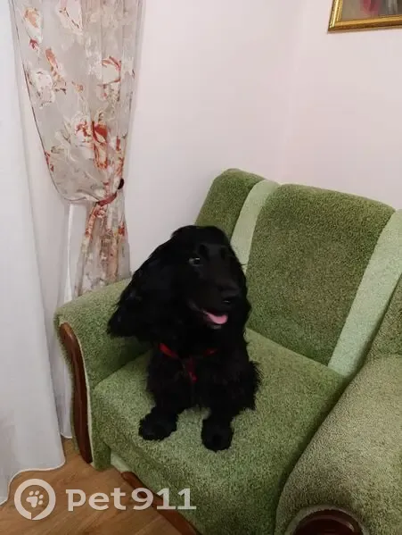 Зникла собака, проспект Червоної Калини, 115, Львів - відгукується на кличку Кіра - photo