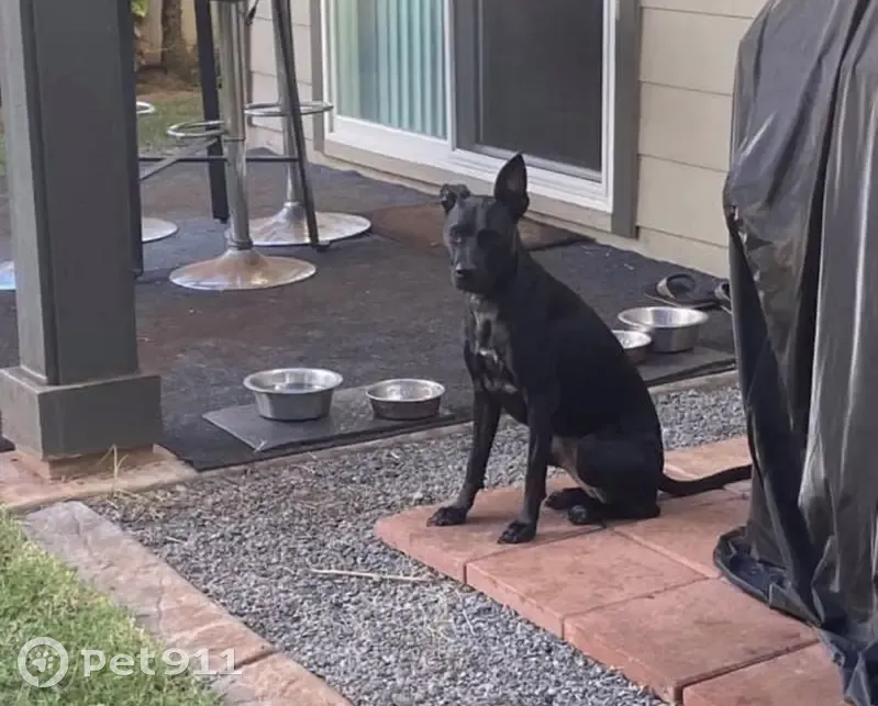 Lost dog, Makakoa Loop, 94-1002, Waipahu - solid black short coat - photo