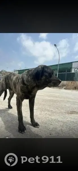 Perdido perro, Jerez de la Frontera, Andalucía - acompañado de una perrita - photo