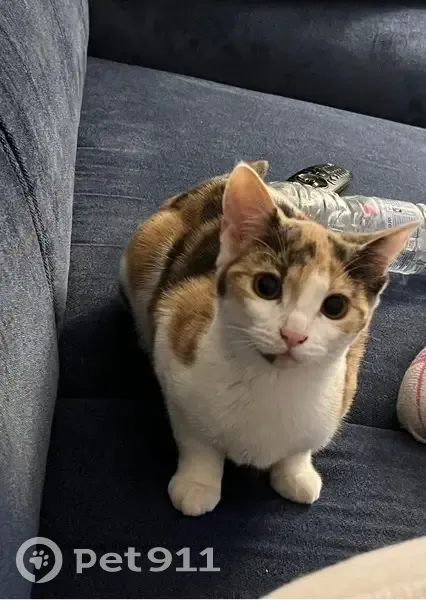 Perdido gato, Calle Fuentezuelas, Priego de Cordoba - pelaje de tres colores - photo