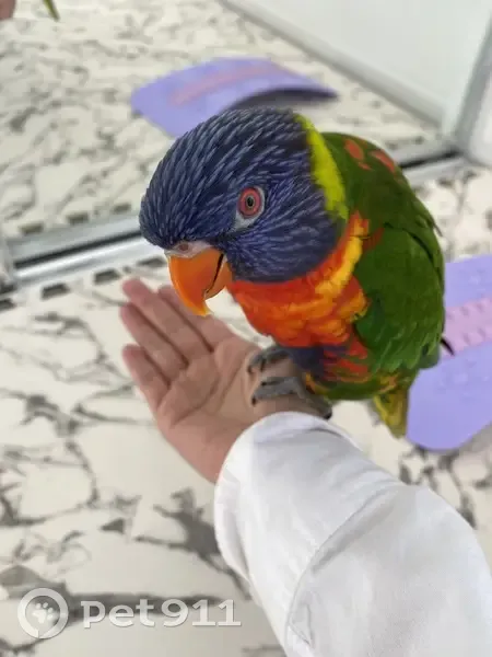 Lost male bird, Logan, Queensland - photo