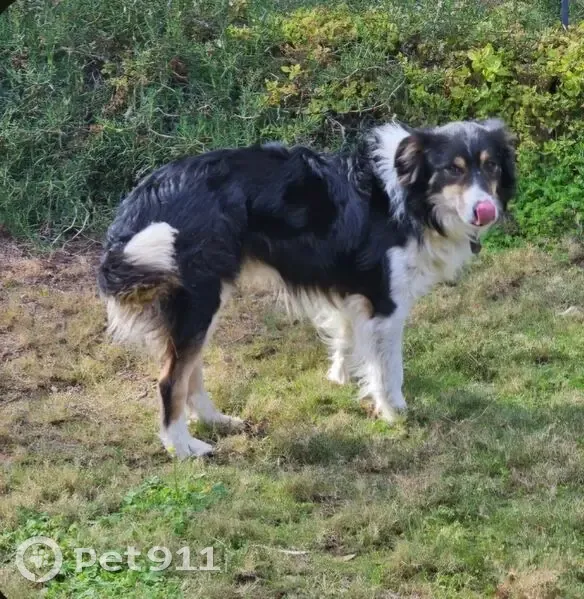 Lost male dog, Murbko Road, Brisbane - tri colour, super friendly - photo