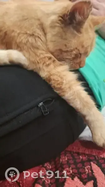 Зникла кішка, Лубни - рудий приблизно 8 років - photo