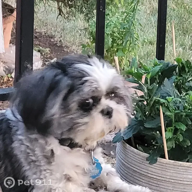Lost dog, South Lowe Avenue, Chicago - black and white Shih Tzu - photo
