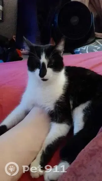 Chat trouvé mâle, Route de Seysses, Toulouse - noir et blanc - photo