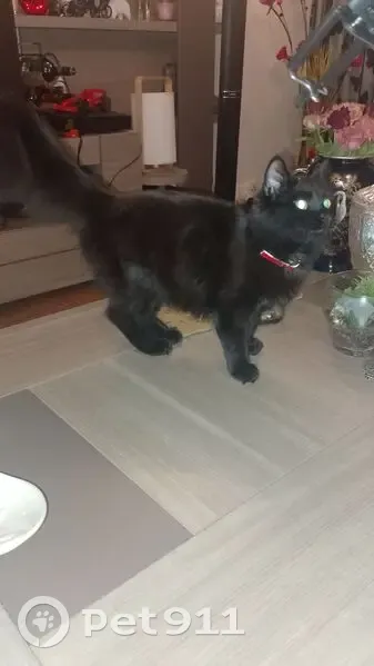 Chat perdu, Lormont - femelle noire 10 mois - photo
