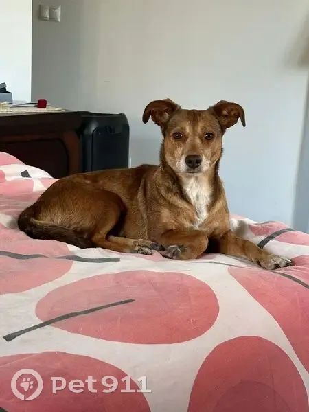 Perdido perro hembra, Paredes de Laraño, Santiago de Compostela - castrada y sociable con perros - photo