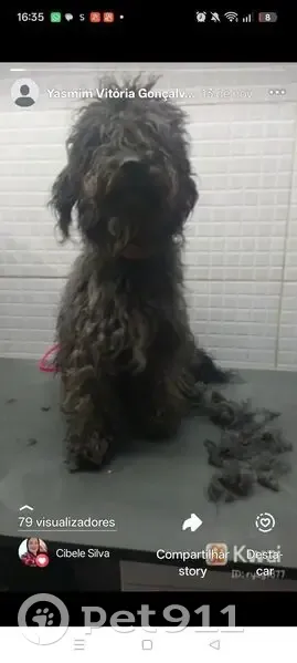 Cachorro perdido Macho (brl002644) - photo