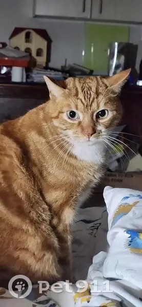 Lost male cat, Northview Lane, Centurion, Johannesburg - ginger with white markings - photo