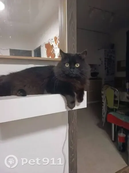 Зникла кішка, вулиця Івана Виговського, Київ - чорний довгошерстий, великі жовті очі - photo