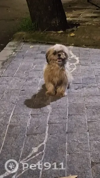 Cachorro encontrado Macho (brf002645) - photo